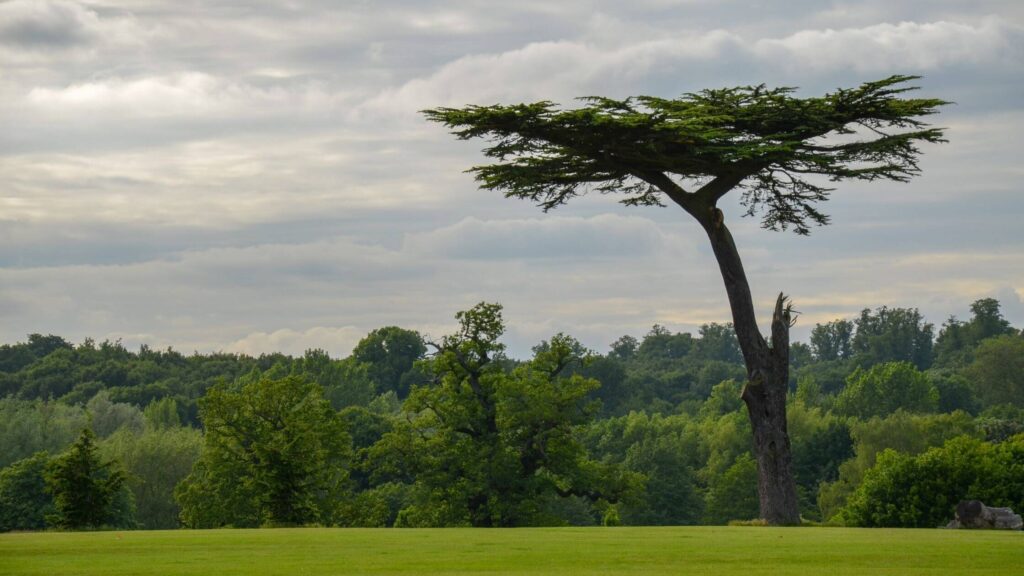 Image of the "Lion King" tree in Cassiobury Park, Watford. Forming part of the blog post things to do in Watford